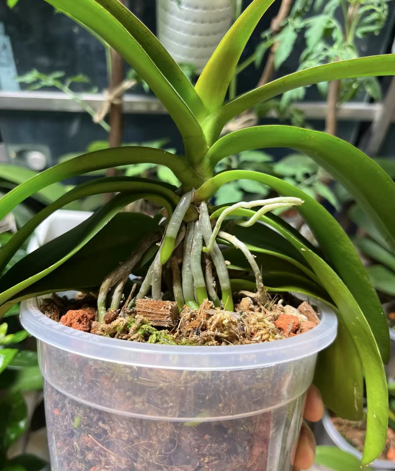 蝴蝶兰怎么区分花剑和根呢？蝴蝶兰根和花剑的颜色不一样吗？