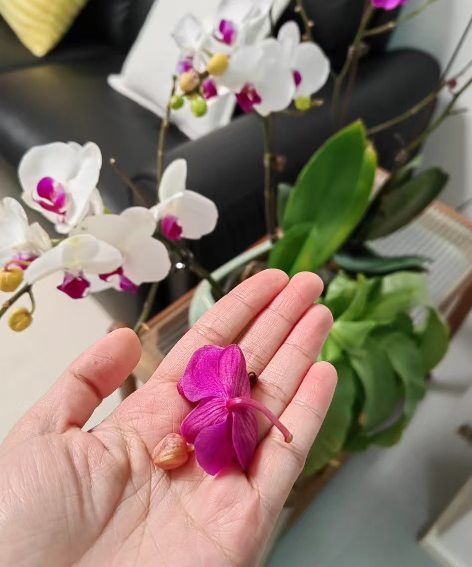 蝴蝶兰花为什么落蕾子了不开花呢？蝴蝶兰买回家掉花苞怎么办？