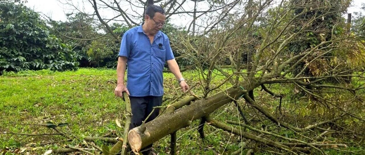 嘉莱省果农查看枯死的榴莲树