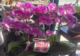 蝴蝶兰花苞开一半不开原因是什么 蝴蝶兰花苞不开怎么回事