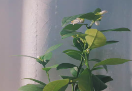 出远门家里的绿植怎么办 出差很久家里养了花怎么浇水