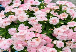 福禄考花花期有多长 福禄考花种植养殖方法和时间