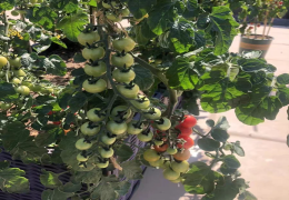 小番茄只开花不结果怎么回事 小番茄只开花不结果的原因及解决方法