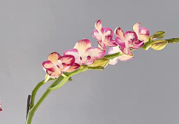 蝴蝶兰智多星有香味吗 蝴蝶兰智多星品种好养吗