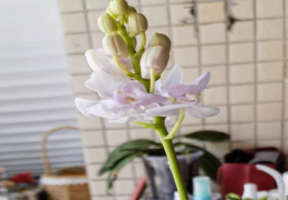 蝴蝶兰粉猫怎么样好养吗 蝴蝶兰粉猫是续花品种吗