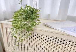 容易养活的水培植物 不用经常换水的水培植物有哪些