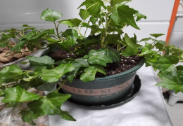 垂吊植物盆栽大全推荐 阳台垂吊植物花卉种什么好