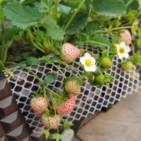 阳台种植草莓为什么果实长不大 草莓长的小是什么原因