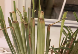 香草植物品种为什么散发味道 香草植物盆栽有哪些