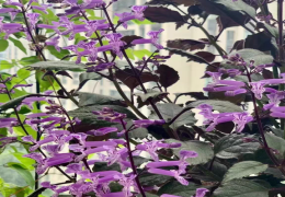 蓝紫色的花有什么品种 常见的蓝紫色花卉有哪些