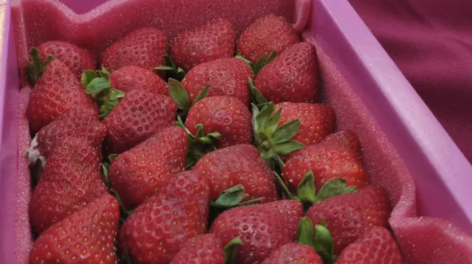 日本进口草莓农药残留 仅2成合格