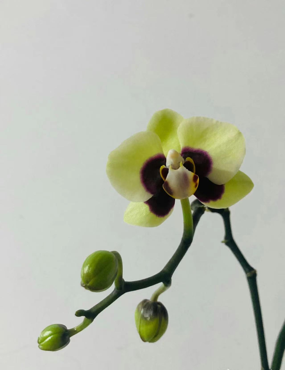 皮卡丘蝴蝶兰好养护吗？皮卡丘蝴蝶兰花期有多久？