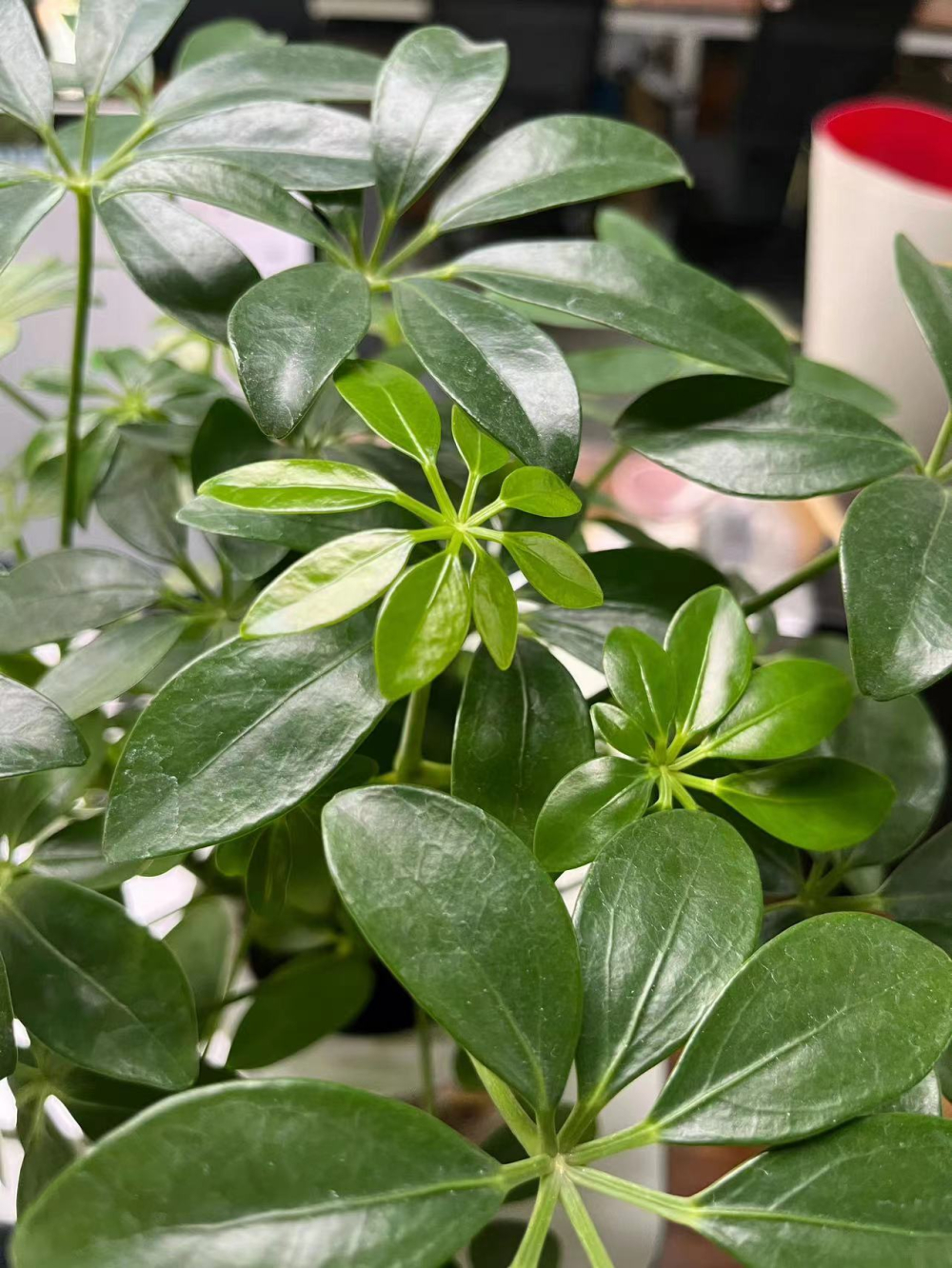 鸭掌木和七叶莲一样吗?鸭掌木和七叶莲种植上有什么区别?