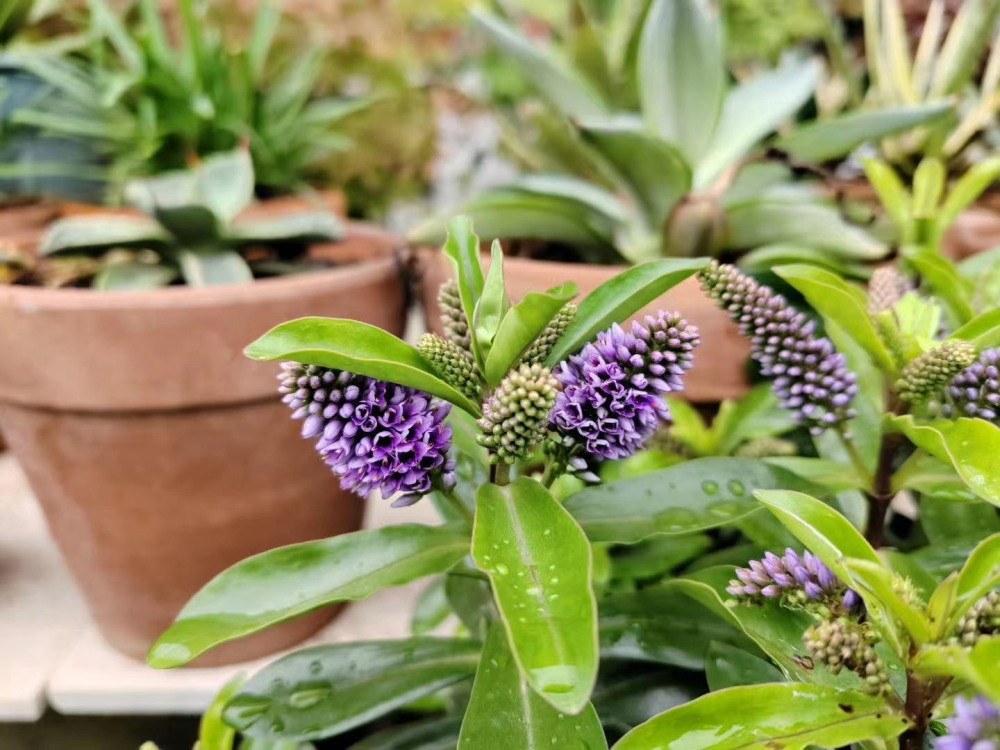 长阶花叶子发霉怎么办？长阶花如何种植？
