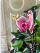纳博纳蝴蝶兰是蜡质花吗？纳博纳蝴蝶兰好养吗？