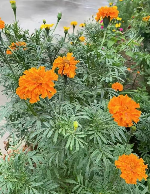 现在种下过年就能开花的植物有哪些?适合12月份养护的植物推荐