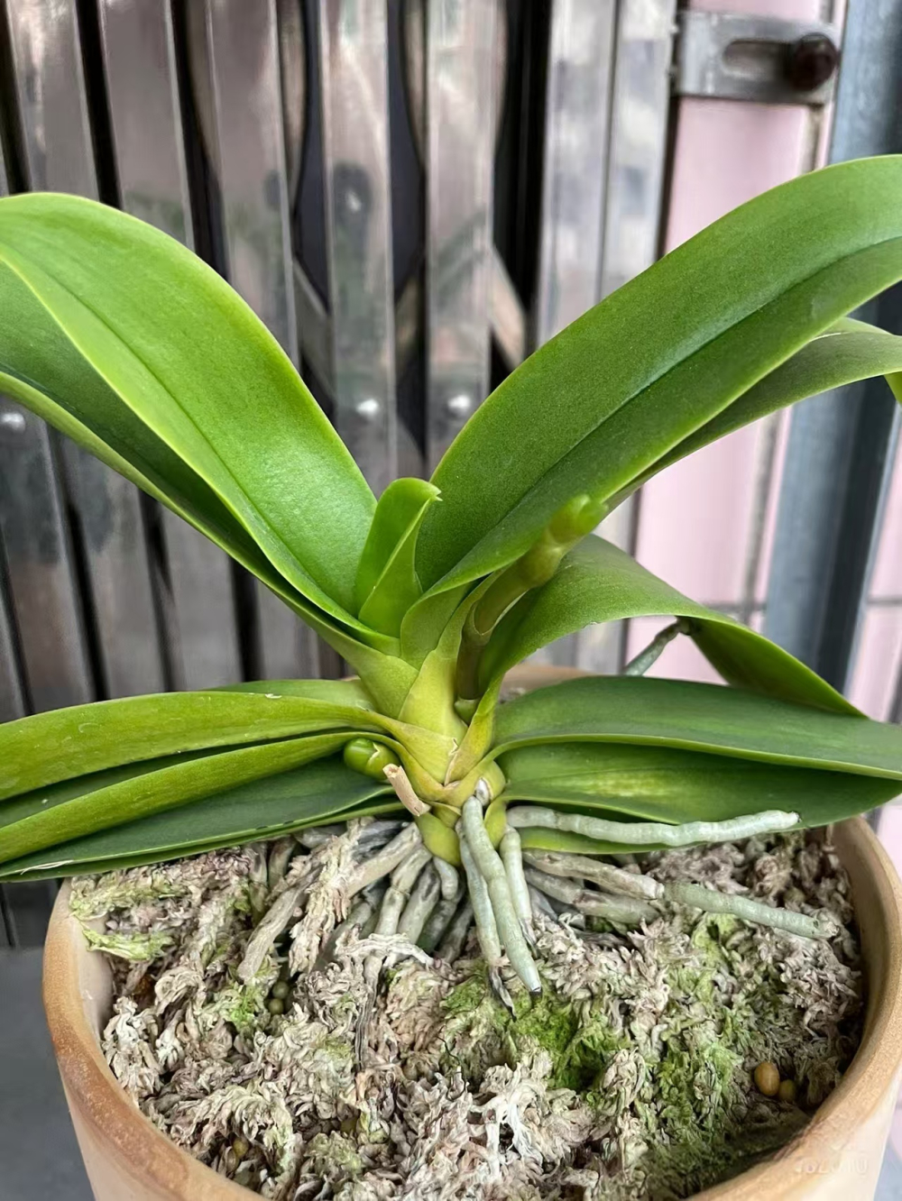 蝴蝶兰花怎样过冬最好呢？蝴蝶兰过冬问题有哪些呢？