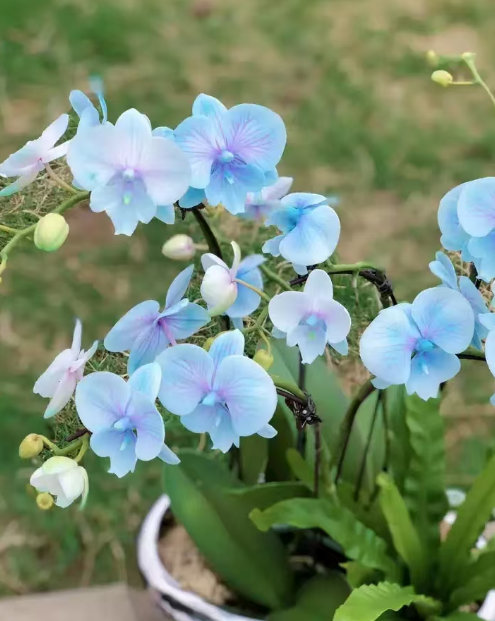 蝴蝶兰侧芽不长根要剪掉吗?蝴蝶兰的侧芽不长根怎么分开?