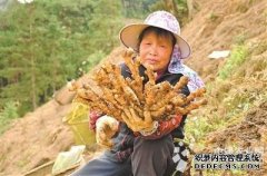 广西金秀县瑶山生姜喜获丰收（图）