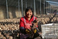 河北：秦皇岛推进食用菌生产促农增收（图）