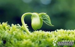 丹江口市加强种质资源普查与收集工作（图）
