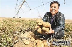 小土豆成就大产业（图）
