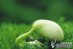 让假种“绝种”需部门担当（图）