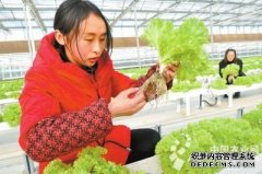 洛阳无土栽培生菜身价高（图）