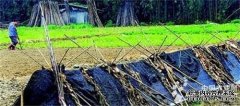 冬瓜住新房 青苗入帐篷（图）