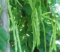 菜豆栽培管理：菜豆的种植和管理，菜豆是什么植物