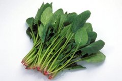  菠菜栽培：菠菜的栽培过程，菠菜栽培密度