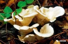 内生菌根：内生菌根侵入植物的部位是哪里？内生菌根是什么