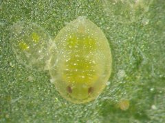 粉虱怎么治？粉虱的防治方法是什么与粉虱用什么药？