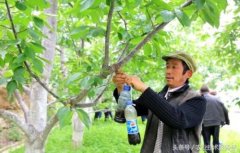 糖醋液怎么配制糖醋液配方比例是多少？糖醋液的作用是什么？
