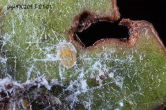 粉虱种类之螺旋粉虱，螺旋粉虱危害有哪些？