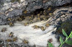 蜜蜂是如何采蜜的？蜜蜂是怎样采蜜的过程呢？