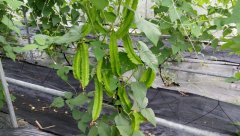 翼豆：翼豆怎么获得的？翼豆生吃可以吗？
