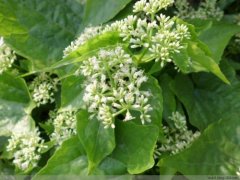小花蔓泽兰生物炭基肥料与醋液，栽植出的草莓大又肥
