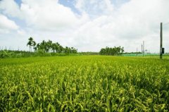 水稻高产品种排名：高雄147号水稻独占鳌头，是水稻品种口感最好的
