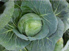 甘蓝菜：甘蓝菜含糖吗？甘蓝的营养价值及功效是什么？