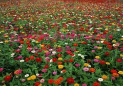 草花种子什么季节种？草花种子播种时间草花种子如何播种？