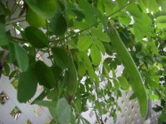 蝶豆是什么？蝶豆怎么种植蝶豆花的功效与作用是什么？