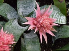 凤梨科花卉有哪些？粉红菠萝、 鸿运当头与五彩凤梨的介绍