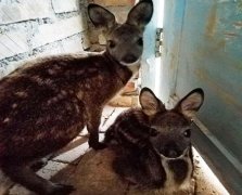 林麝养殖技术：幼麝怎么饲养，需要的营养是什么