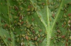 山药病虫害及防治措施：豆金龟甲与蓝翅负泥虫防治方法