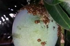 椰子病虫害管理：椰子介壳虫病症与危害和防治方法