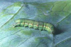 甜菜夜蛾特征：甜菜夜蛾幼虫与甜菜夜蛾成虫是什么样的