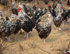 鸡有机磷农药中毒与砷化物、磷化锌中毒要怎么去防治