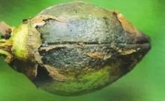 棉花常见病害：棉花的棉铃一般有什么病？棉铃黑化病的防治