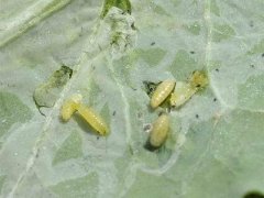 花卉潜叶蝇的危害症状，潜叶蝇幼虫什么样